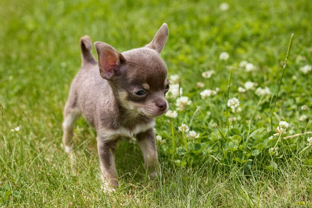 what should i feed my puppy chihuahua