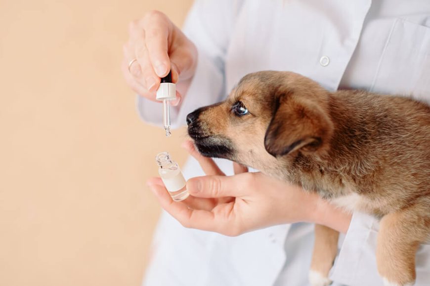 Diabetes Insipidus in Dogs Treatments, Symptoms, Causes Raised Right