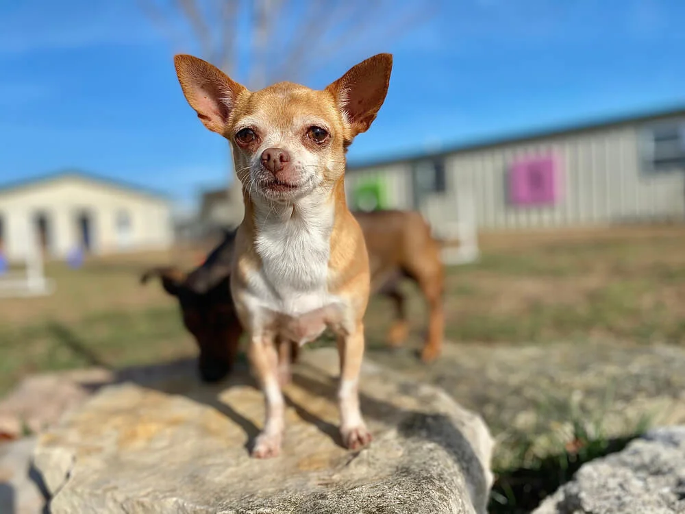 The Ultimate List of Chihuahua Names - Raised Right - Human-Grade Pet Food