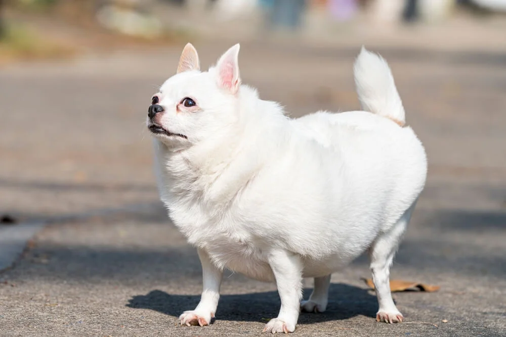 fat vs obese chihuahua