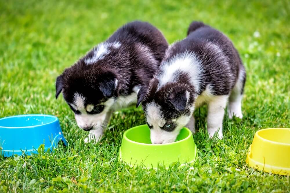 how many times a day should a husky eat