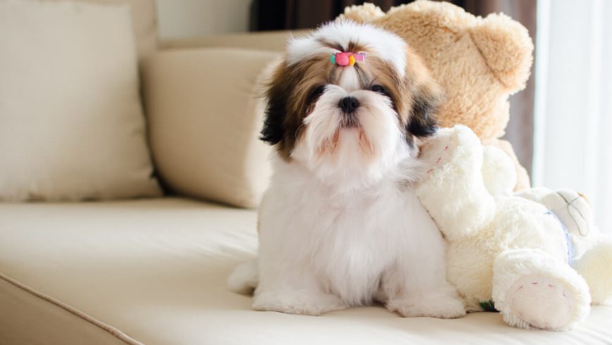 Shih Tzu Names: Adorable Name Ideas For Your Sweet Pup