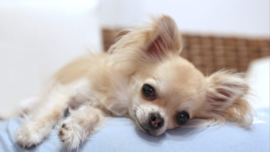 The Ultimate List of Chihuahua Names