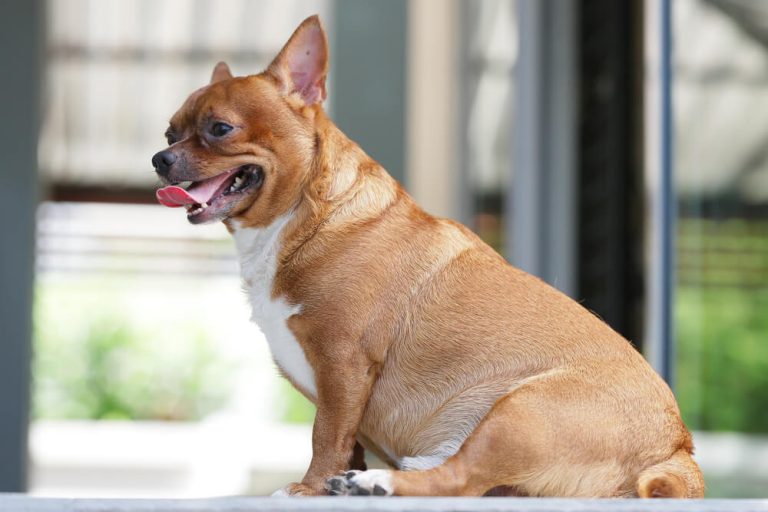 obese chihuahua