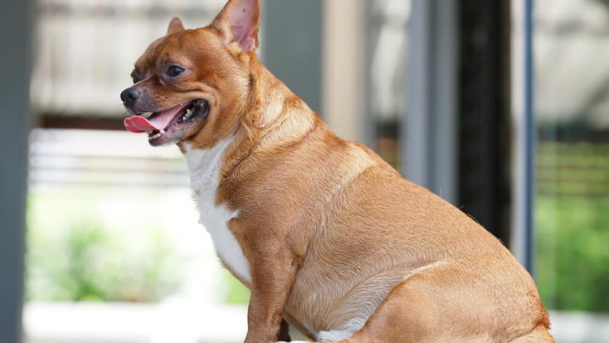 Obese Chihuahua: Health Risks, Prevention and Solutions