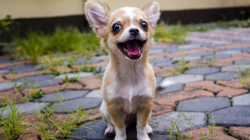 How Much Should a Chihuahua Eat?