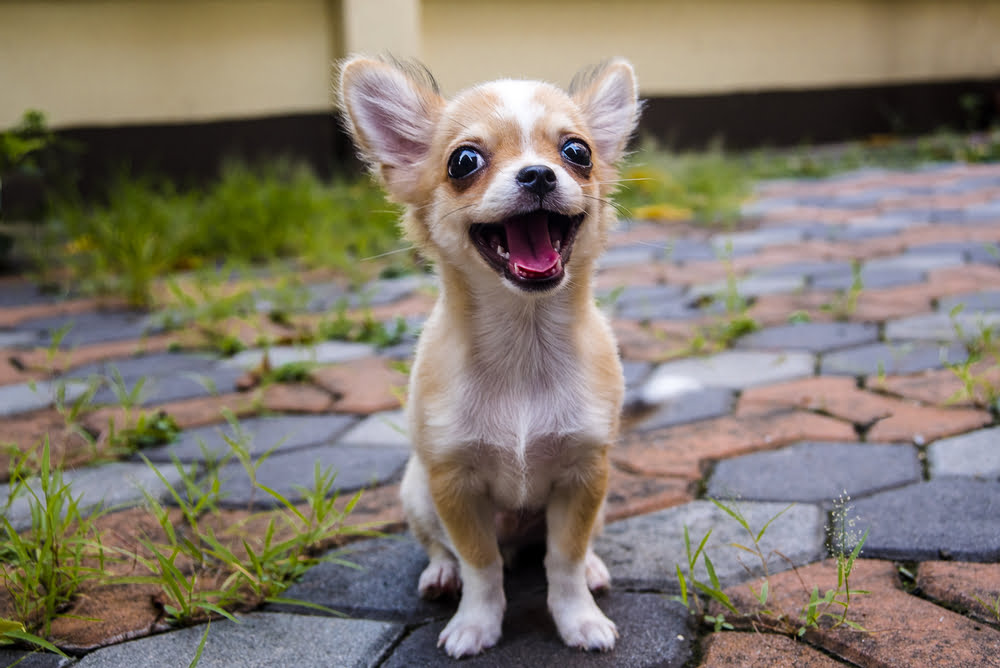 what should i feed my puppy chihuahua