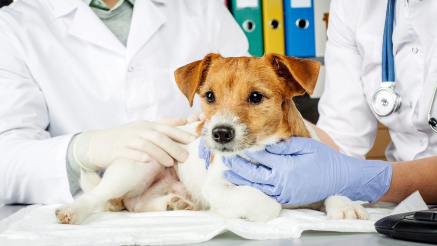 Diabetes Insipidus in Dogs: Treatments, Symptoms, Causes