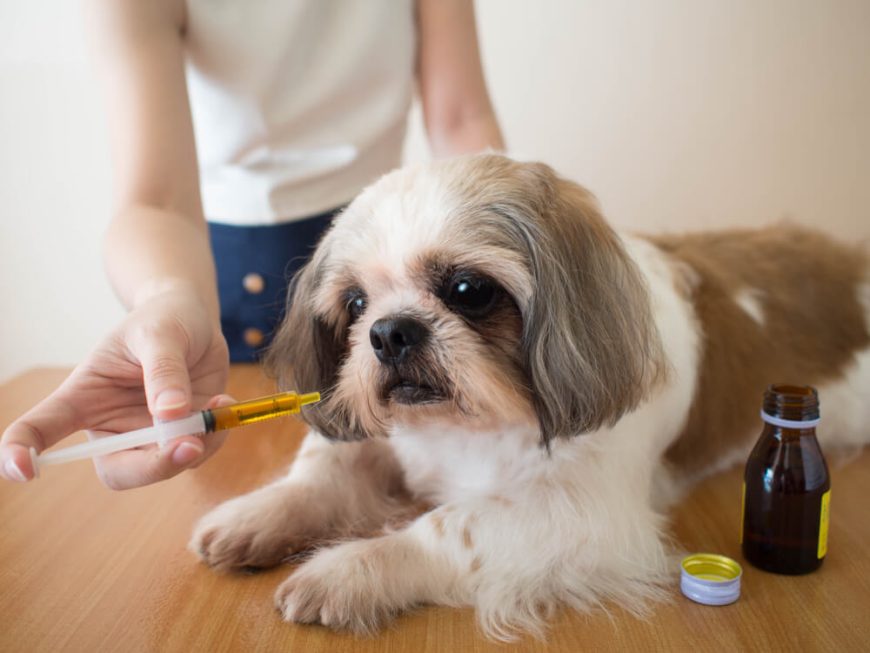 Shih Tzu Food Allergies What You Need to Know Raised Right HumanGrade Pet Food