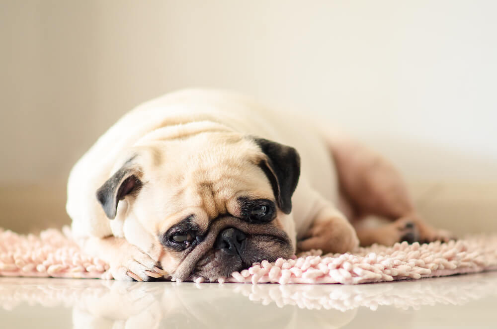 What are the symptoms of colitis in dogs
