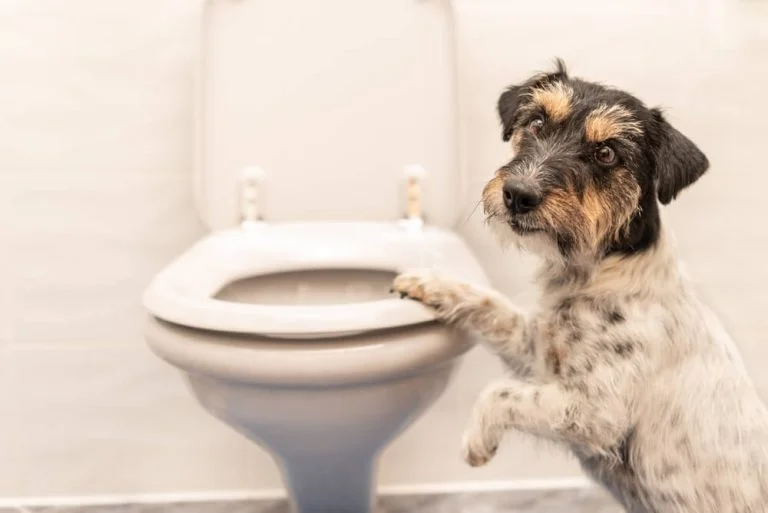 Chronic Diarrhea in Dogs: Causes, Treatments and Prevention