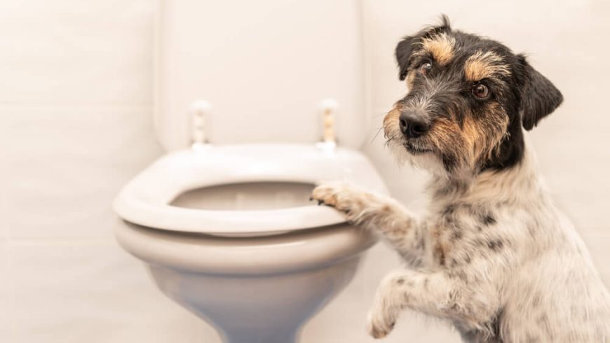 Chronic Diarrhea in Dogs: Common Causes of Tummy Trouble