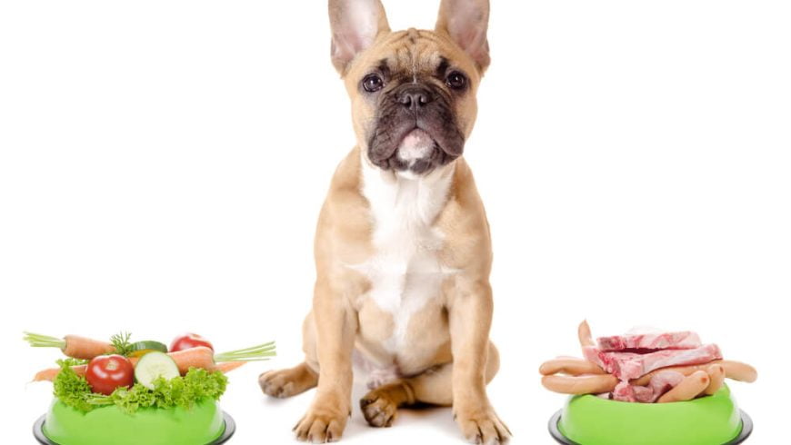 French Bulldog Food Allergies – How To Spot Them And How To Help