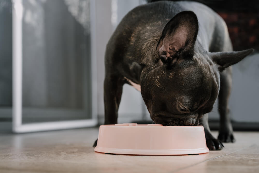How do you treat French Bulldog food allergies