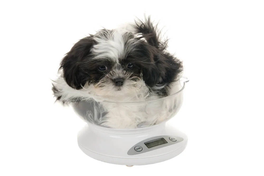 When do Shih Tzu puppies reach adult size