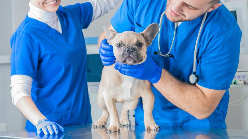 Vomiting and Diarrhea in Dogs: Common Causes and Treatments For Your Pup