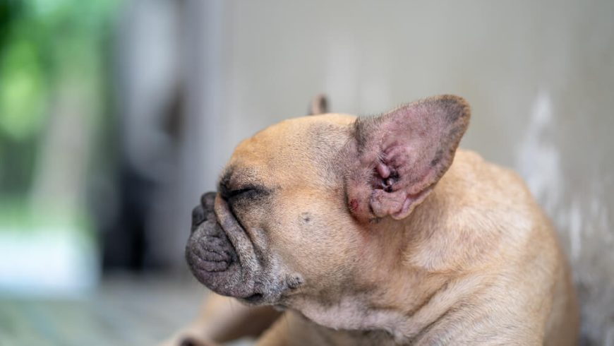 French Bulldog Dermatitis: All You Need To Know