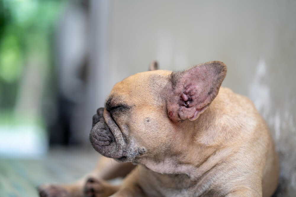 are french bulldogs prone to ear infections