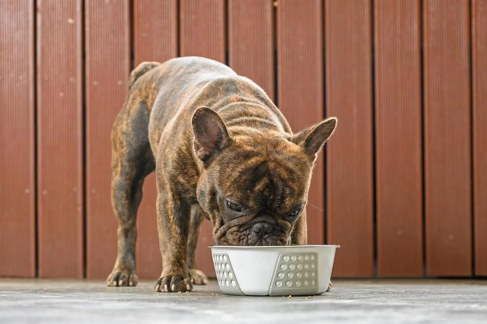 how much food for a bulldog puppy