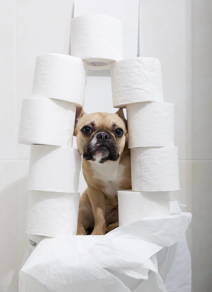 Colitis in Dogs | Symptoms, Causes and Treatments