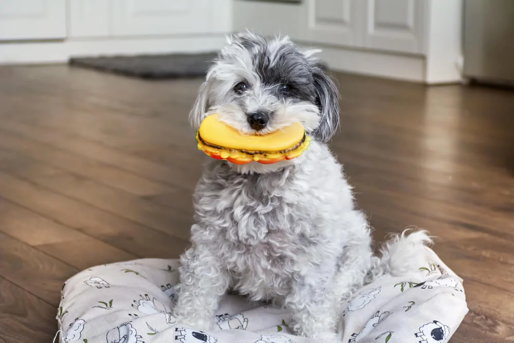 How To Prevent Vomiting and Diarrhea in Your Dog