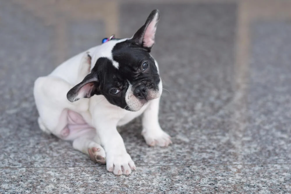 What are the symptoms of French Bulldog food allergies