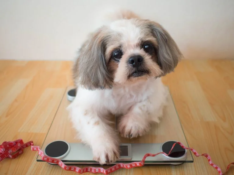 Shih Tzu Weight Chart – What to Expect from Your Dog or Puppy