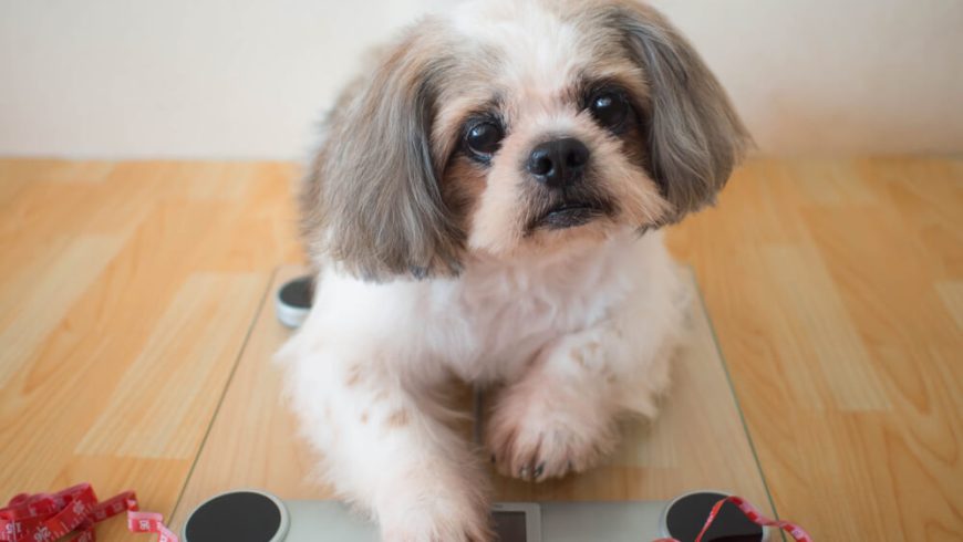 Shih Tzu Weight Chart – What to Expect from Your Dog or Puppy
