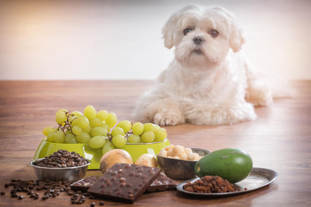 What should you not feed your Maltese?