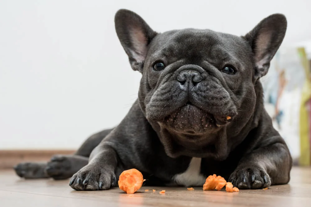 Can French Bulldogs Eat Vegetables