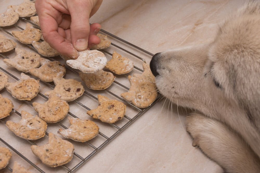 Stop feeding treats