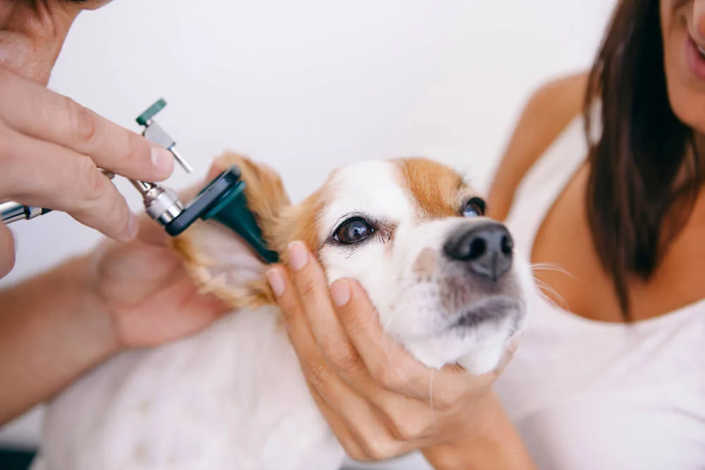 How Do Vets Treat Ear Infections in Dogs