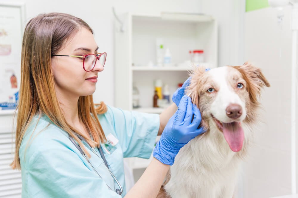 how to prevent ear infections in dogs