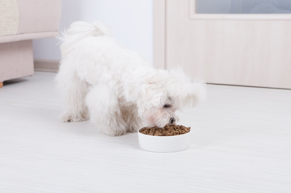 feeding a maltese dog Limited ingredients