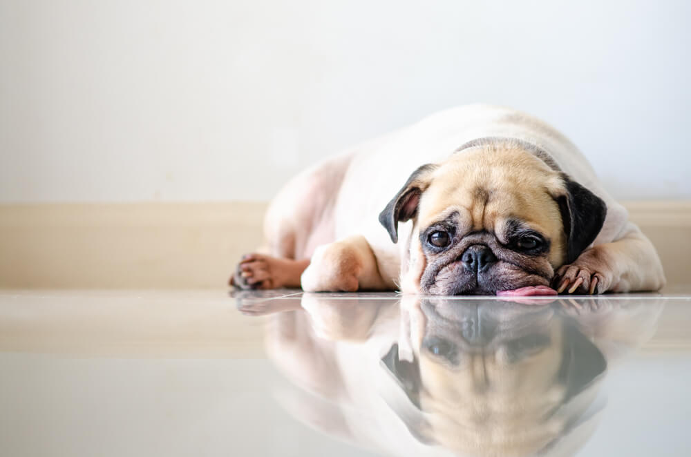 Symptoms of Diarrhea in Dogs