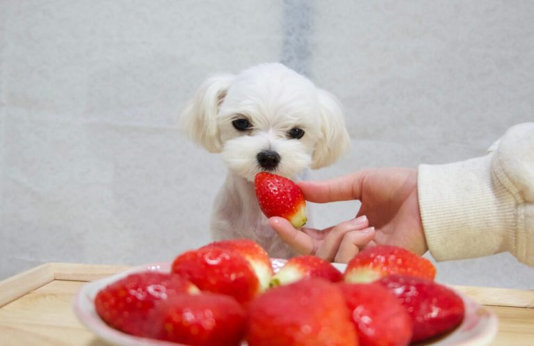 What Can a Maltese Eat? Choosing the Best Diet for Your Dog