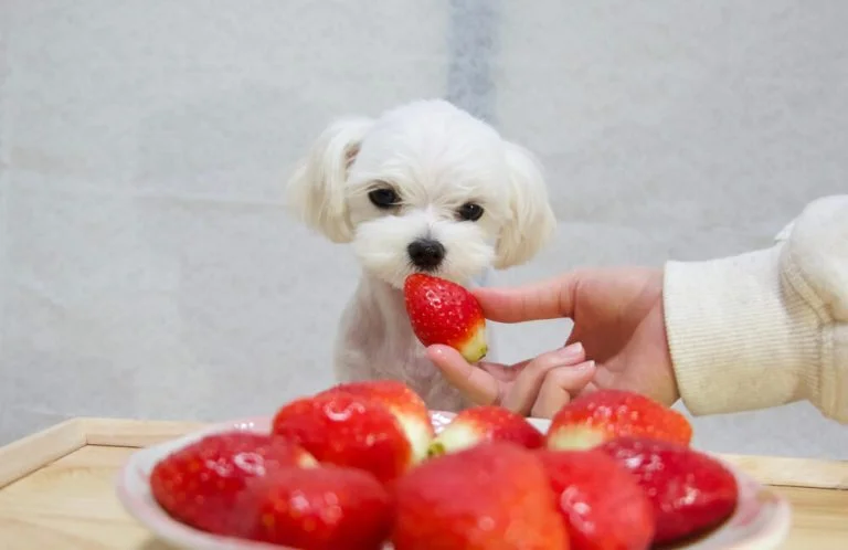 What Can a Maltese Eat? Choosing the Best Diet for Your Dog