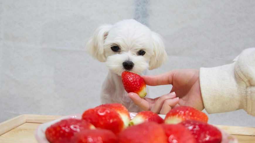 What Can a Maltese Eat? Choosing the Best Diet for Your Dog