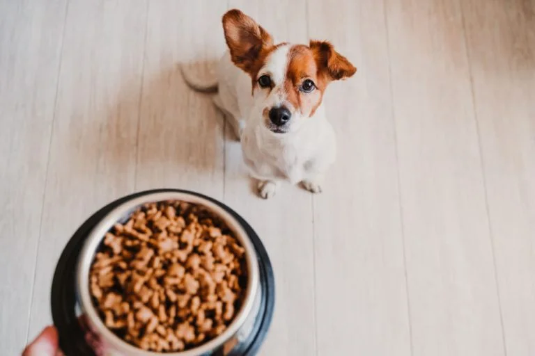 How to transition dog food without a previous food