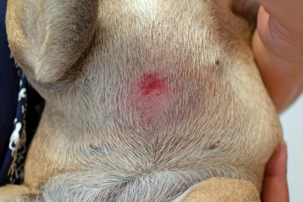 What Are The Bumps On My Dogs Belly