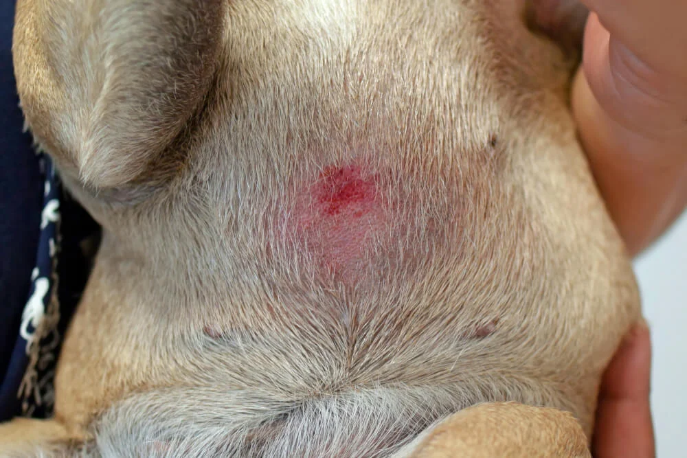 Causes of Belly Rash in French Bulldogs