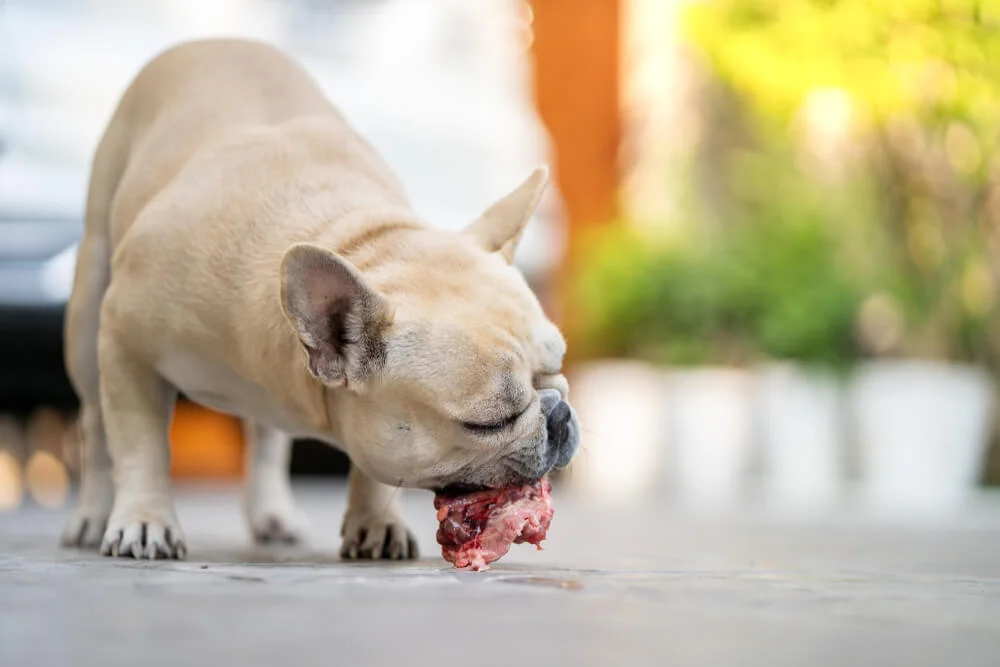 How can you encourage your dog to eat