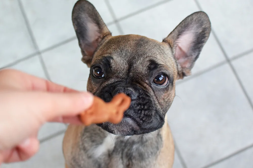 Feeding Your French Bulldog 