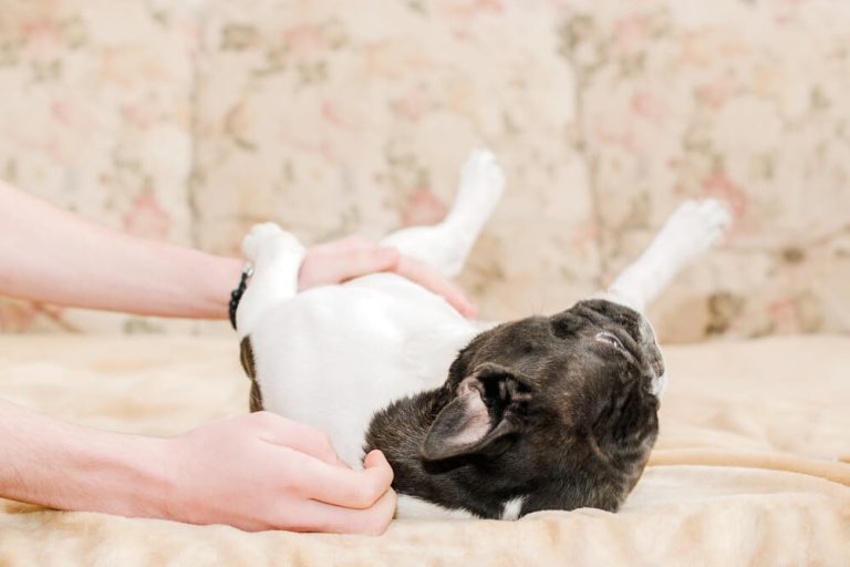 French Bulldog Rash on Belly: Symptoms, Causes and Solutions