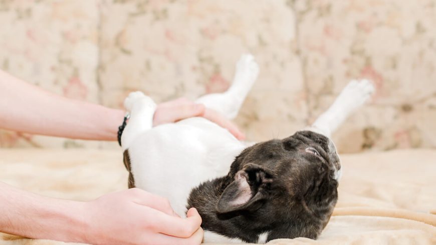 French Bulldog Rash on Belly: Symptoms, Causes and Solutions