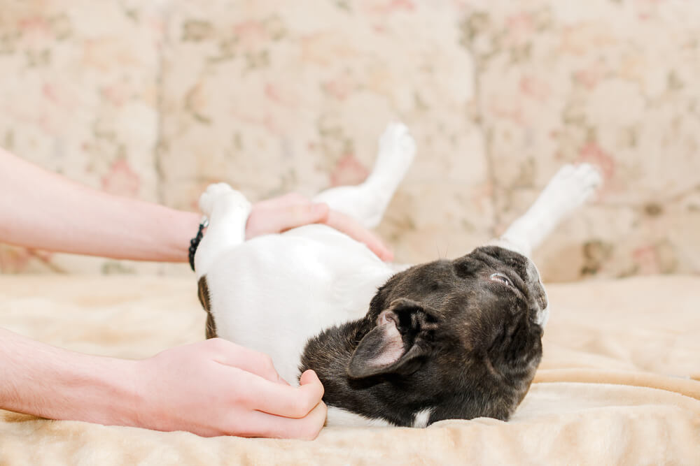 dog heat rash treatment