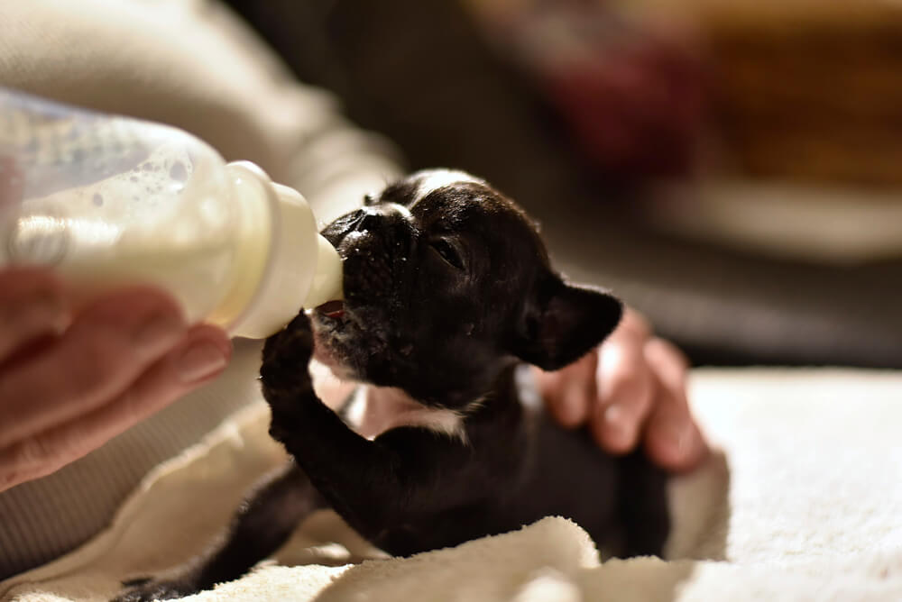 Feeding Puppy French Bulldogs