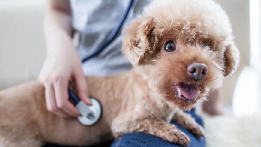 Wondering Why Your Dog Has Bad Gas Suddenly? Here’s Why…