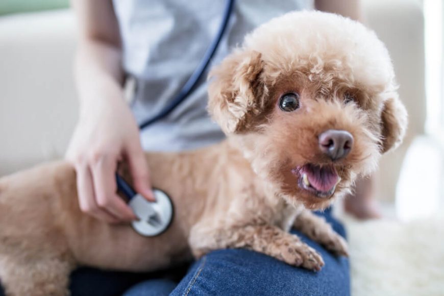 Wondering Why Your Dog Has Bad Gas Suddenly? Here’s Why… Raised Right