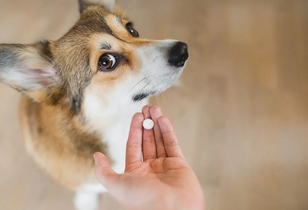 What is the treatment for gastroenteritis in dogs